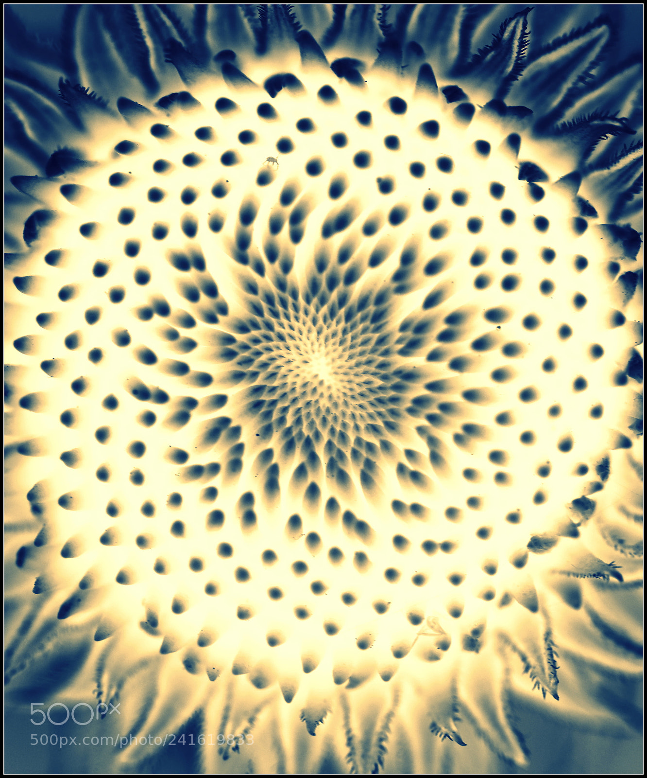 Olympus OM-D E-M1 Mark II sample photo. N e g a photography