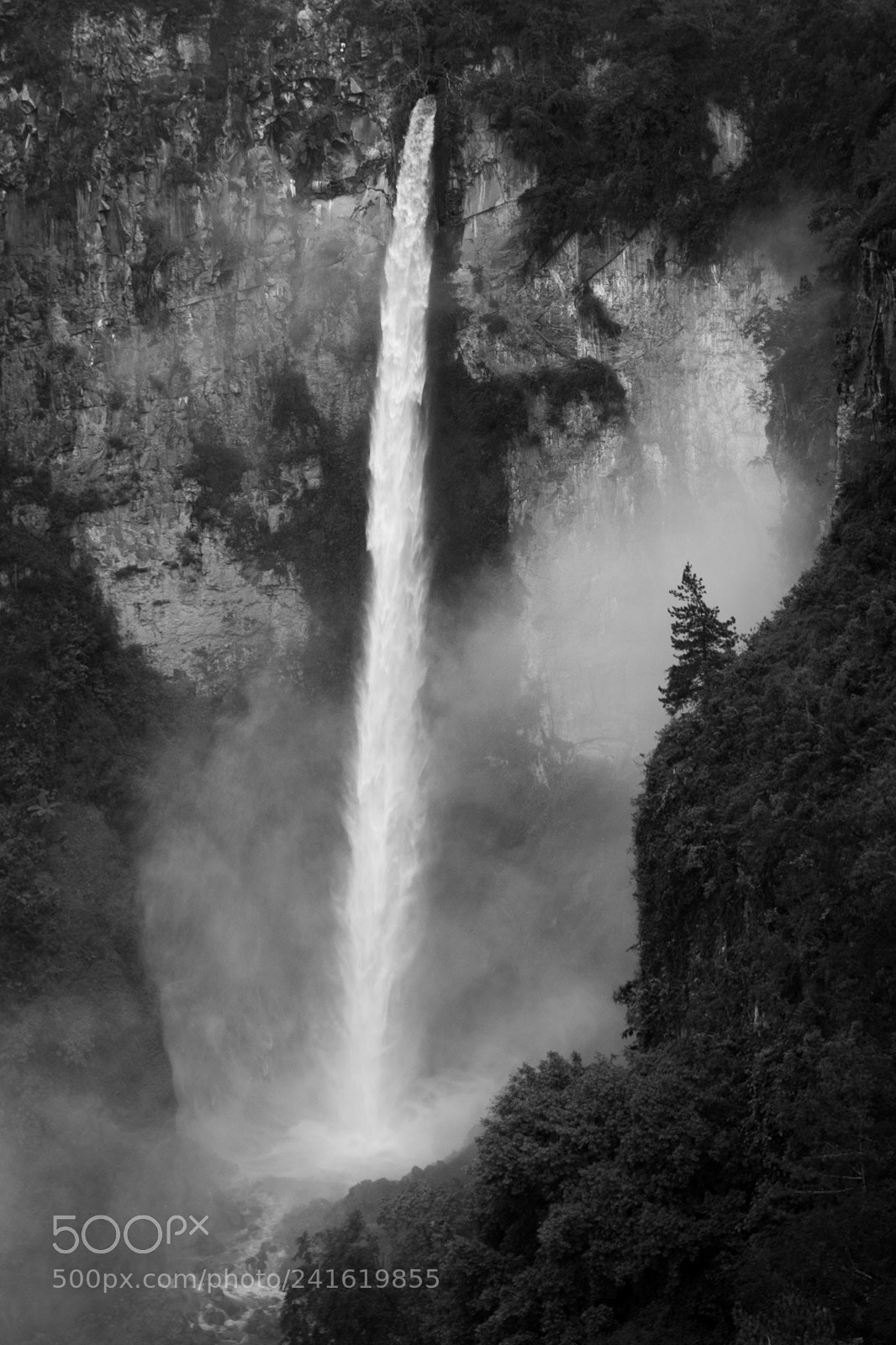 Sony a7 II sample photo. The tallest fall photography