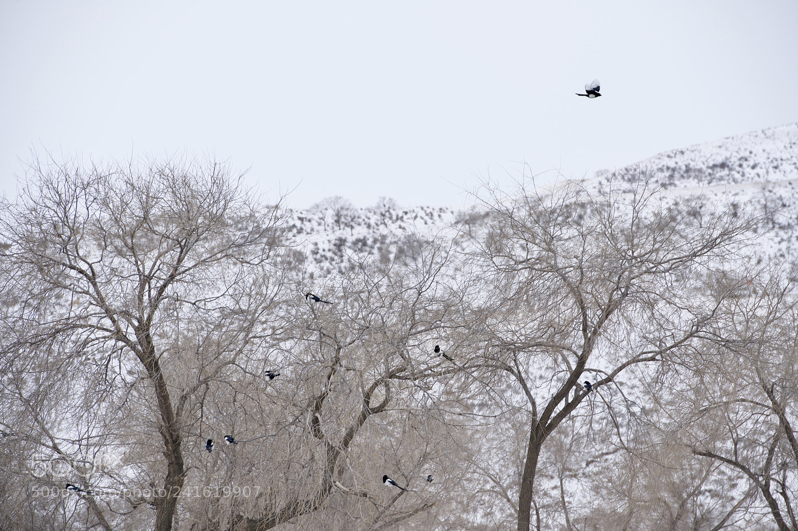 Nikon D800 sample photo. Flying off photography
