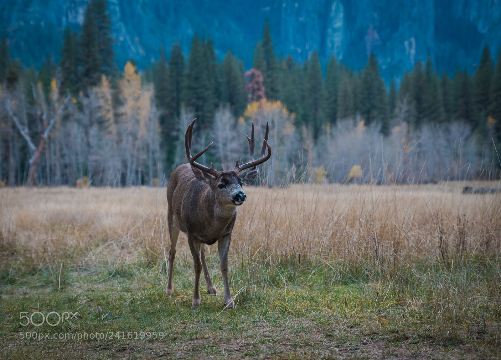 Nikon D800 sample photo. Buck photography
