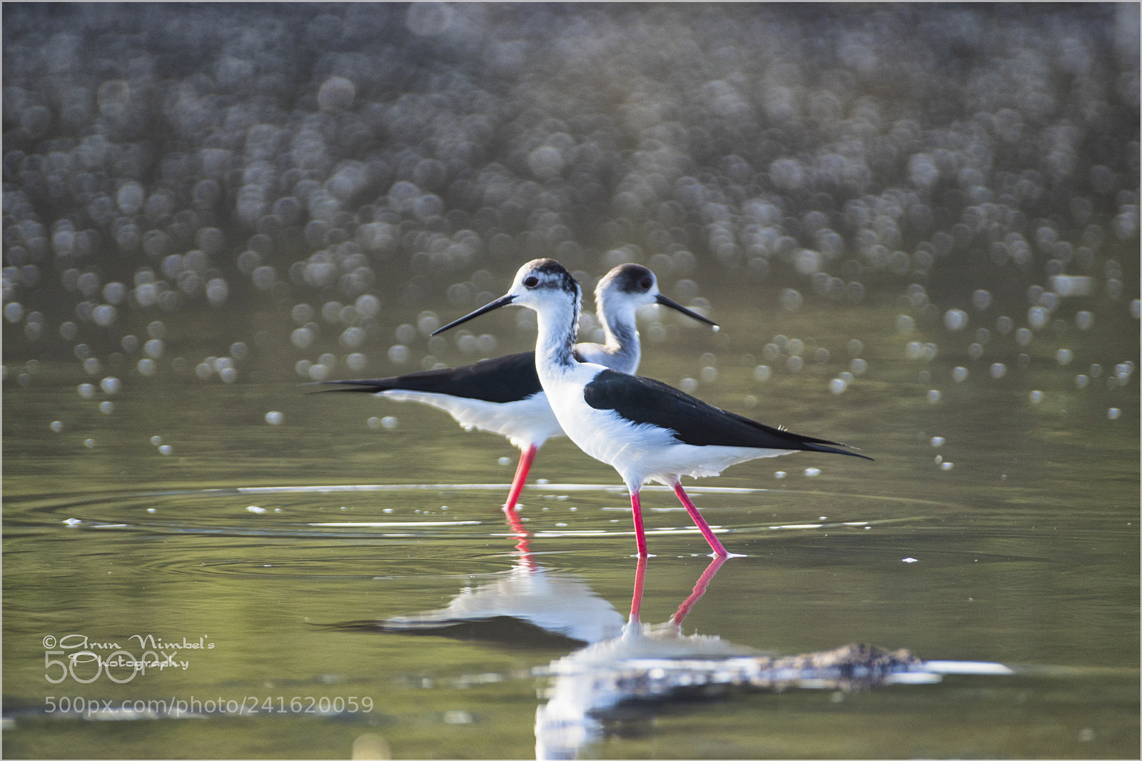 Sony SLT-A68 sample photo. Black wing stilt. photography