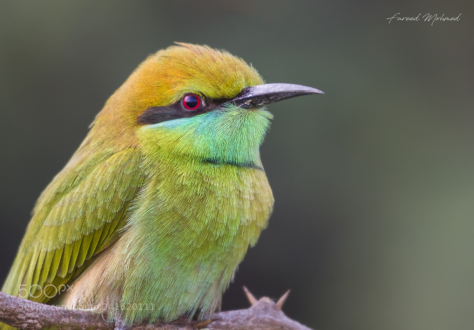 Nikon D7200 sample photo. Green bee eater photography