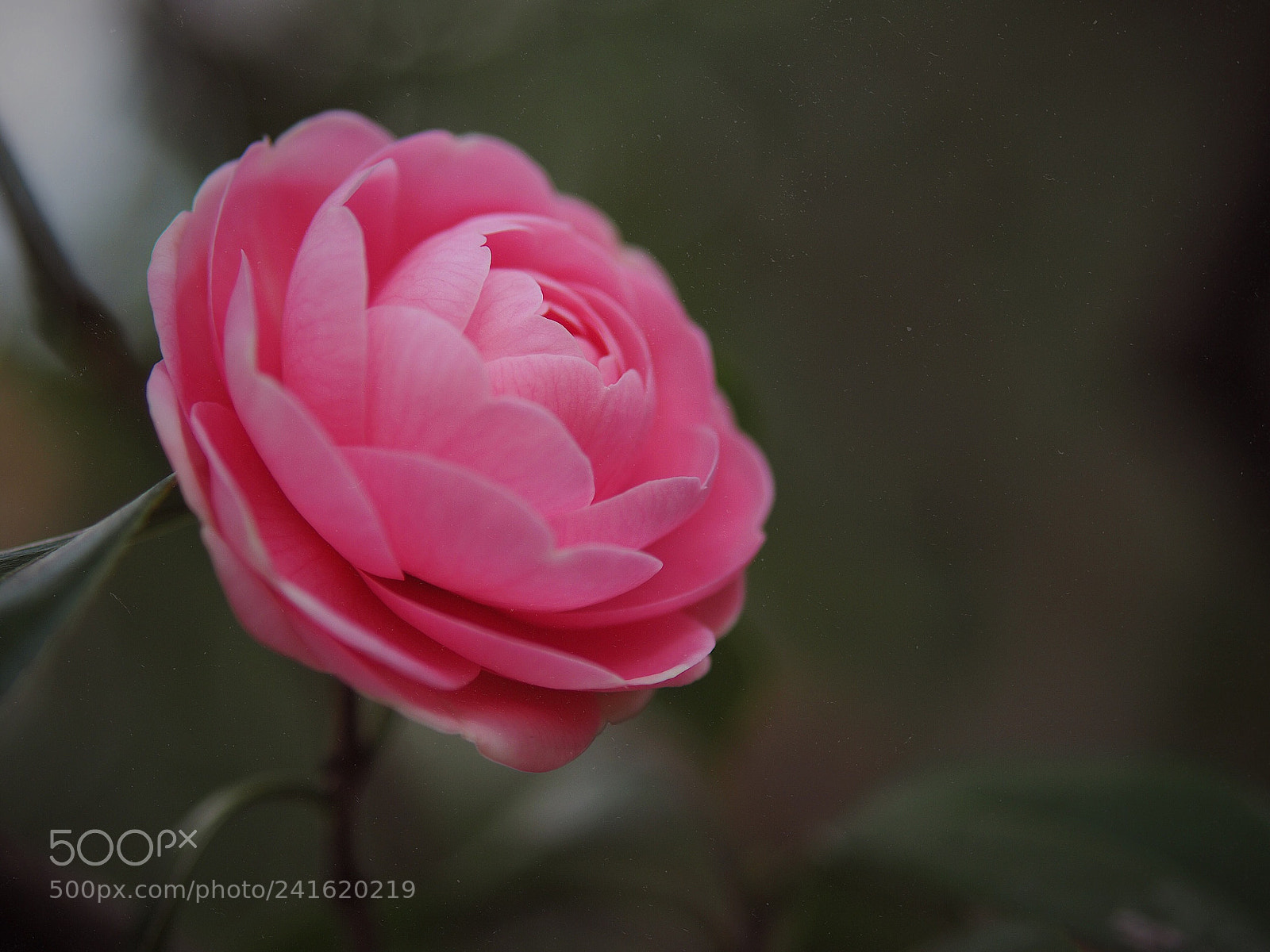 Olympus OM-D E-M10 II sample photo. Elegant beauty photography