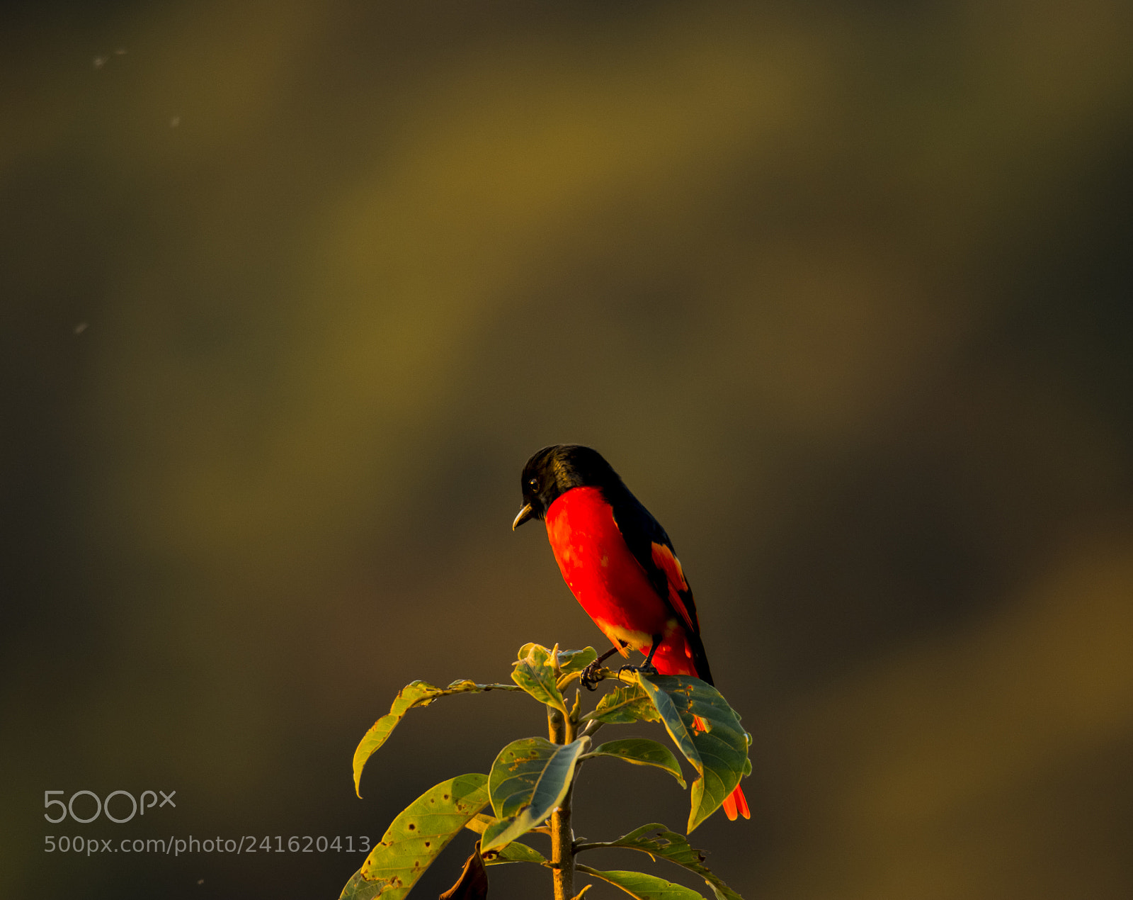 Nikon D7100 sample photo. Scarlet minivet photography