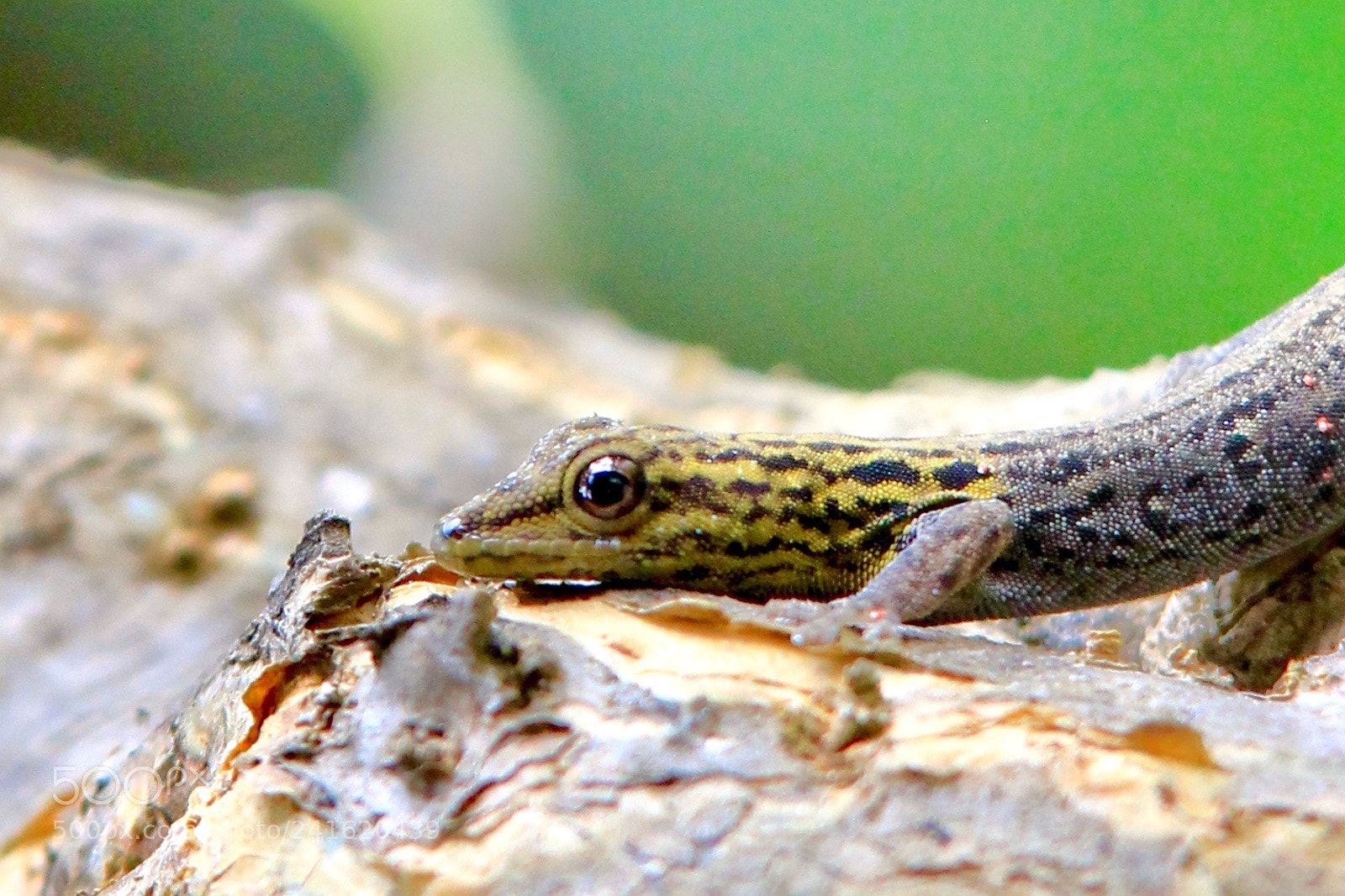 Canon EOS 60D sample photo. Lygodactylus picturatus photography