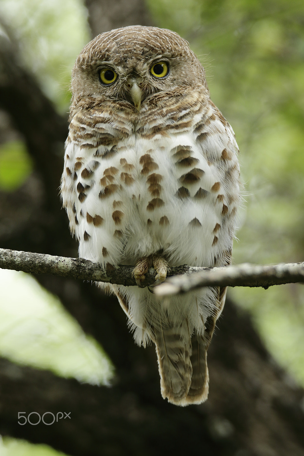 Tamron SP 150-600mm F5-6.3 Di VC USD sample photo. Juvenile barred owlet photography