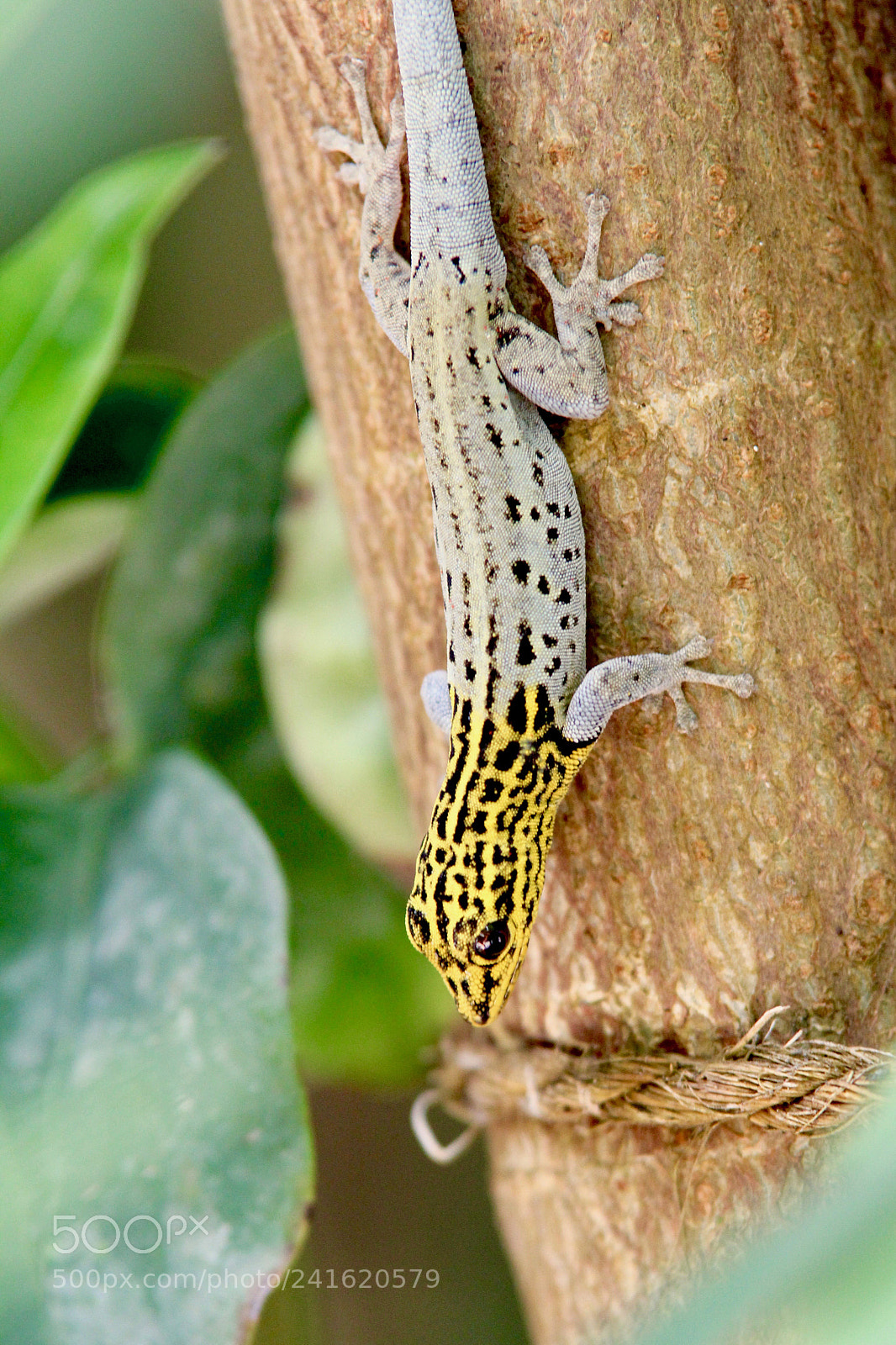Canon EOS 60D sample photo. Lygodactylus picturatusg photography