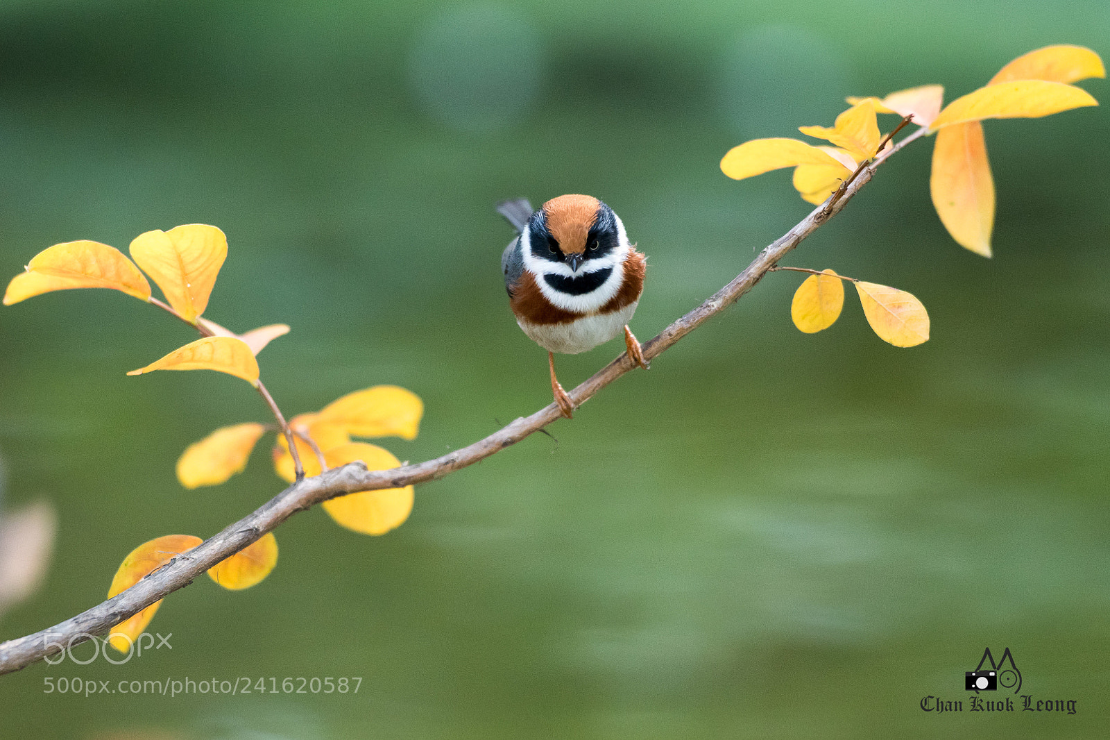 Nikon D500 sample photo. Black-throated tit 小叮噹 photography
