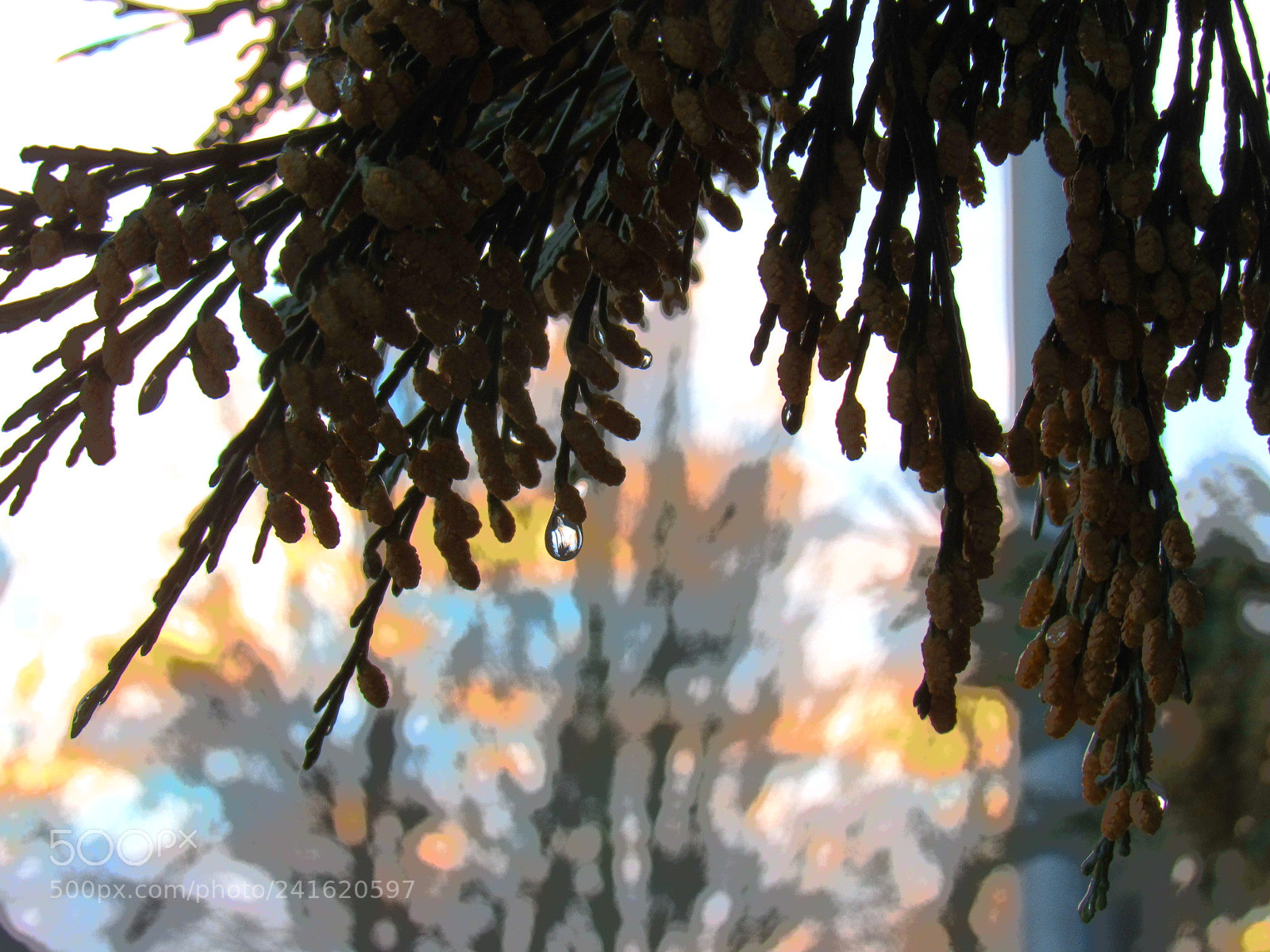 Canon PowerShot SX530 HS sample photo. Drop photography
