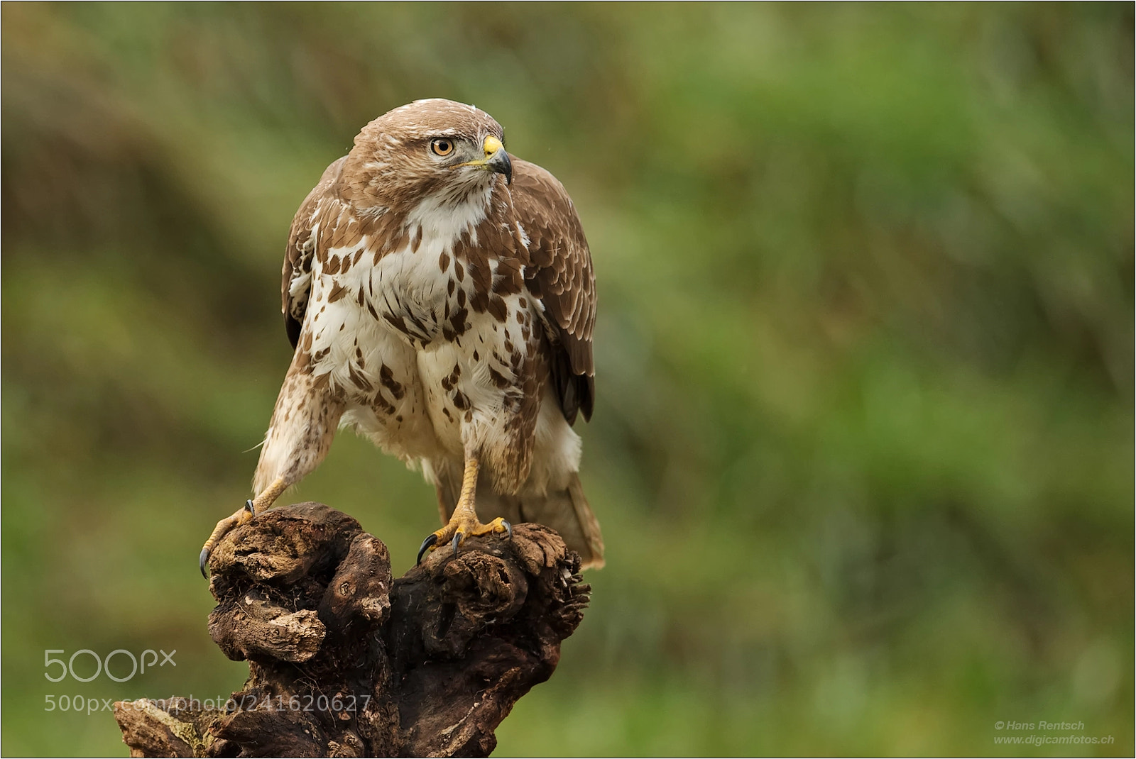 Nikon D5 sample photo. The boss :-) photography