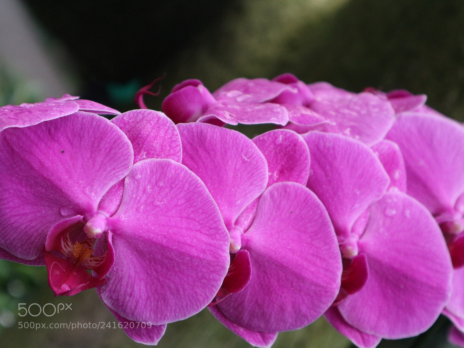 Canon EOS M10 sample photo. My new orchid photography