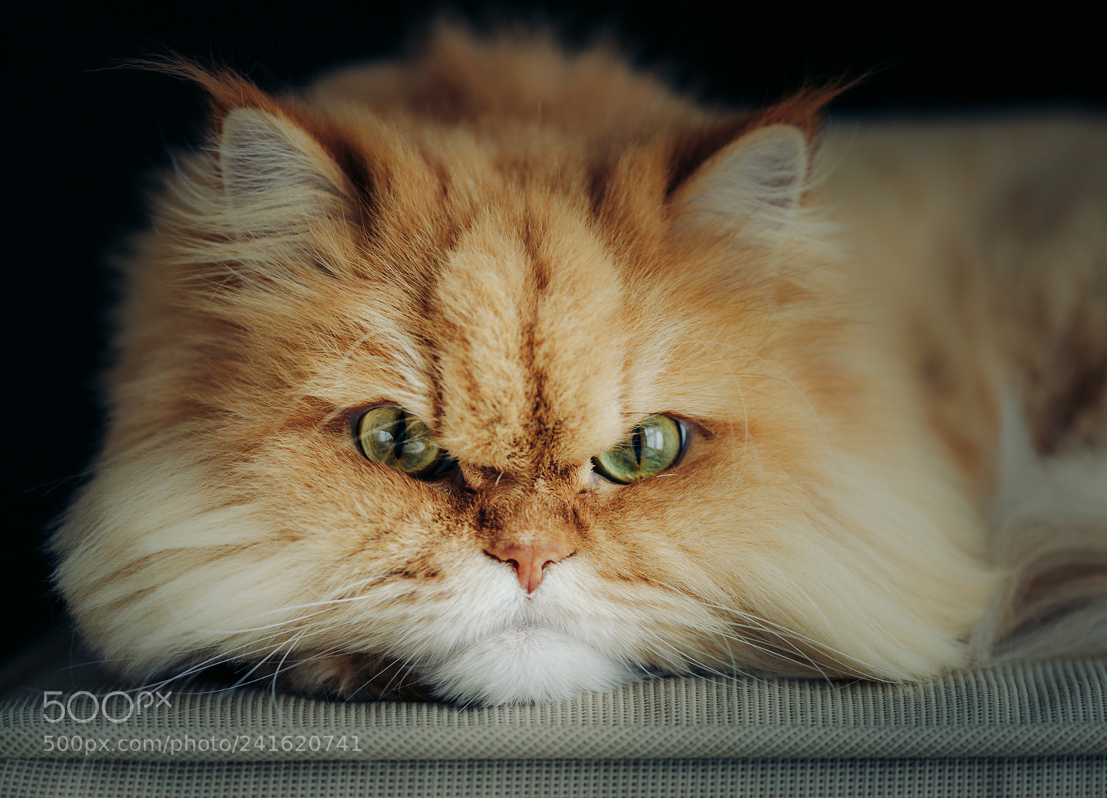 Canon EOS 6D Mark II sample photo. Leo's portrait 3 photography