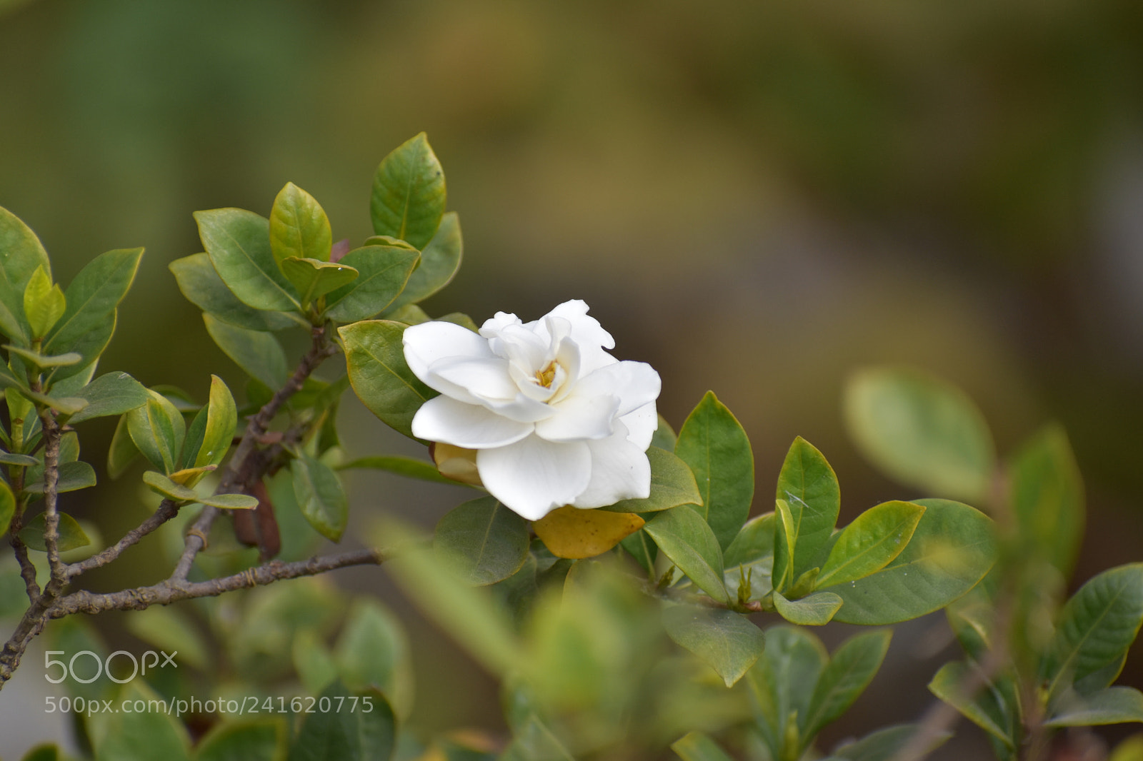 Nikon D3400 sample photo. Untitled photography
