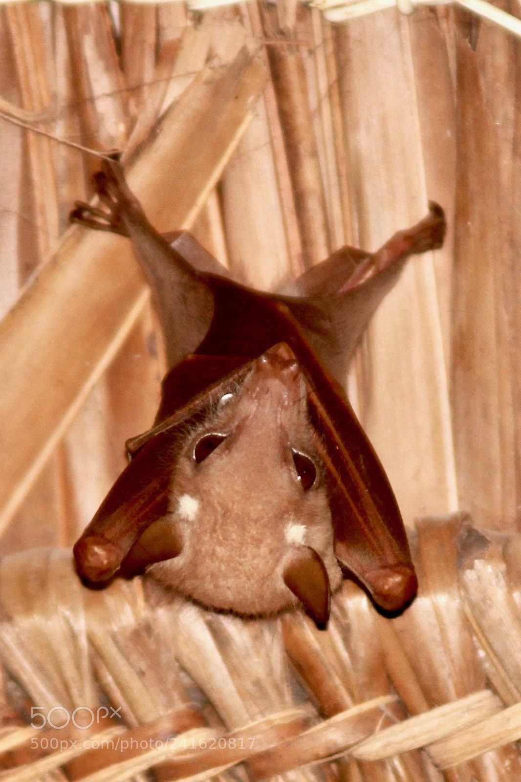 Canon EOS 60D sample photo. Bat, epomophorus wahlbergi photography