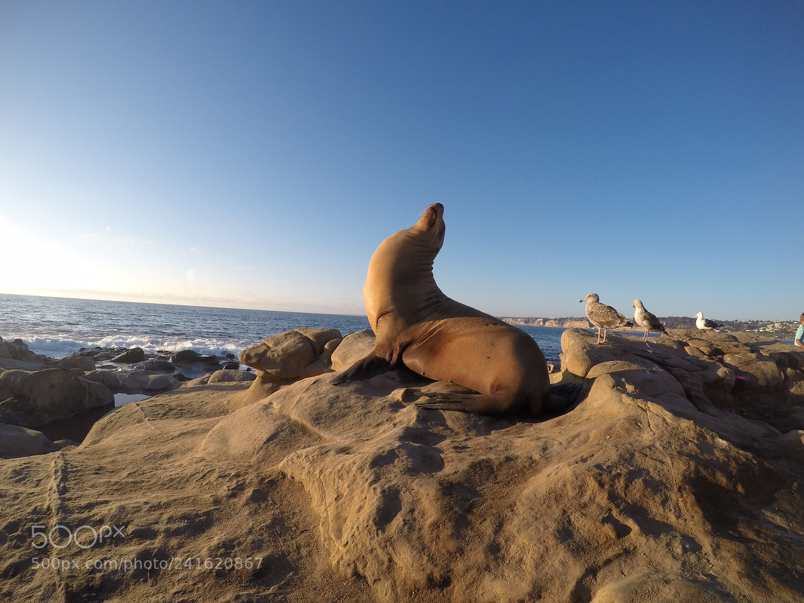 GoPro HERO4 Silver sample photo. Seals in san diego,california photography