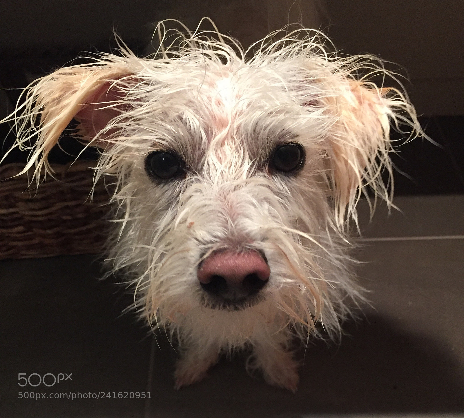 Apple iPhone 6 sample photo. Bath time - not photography