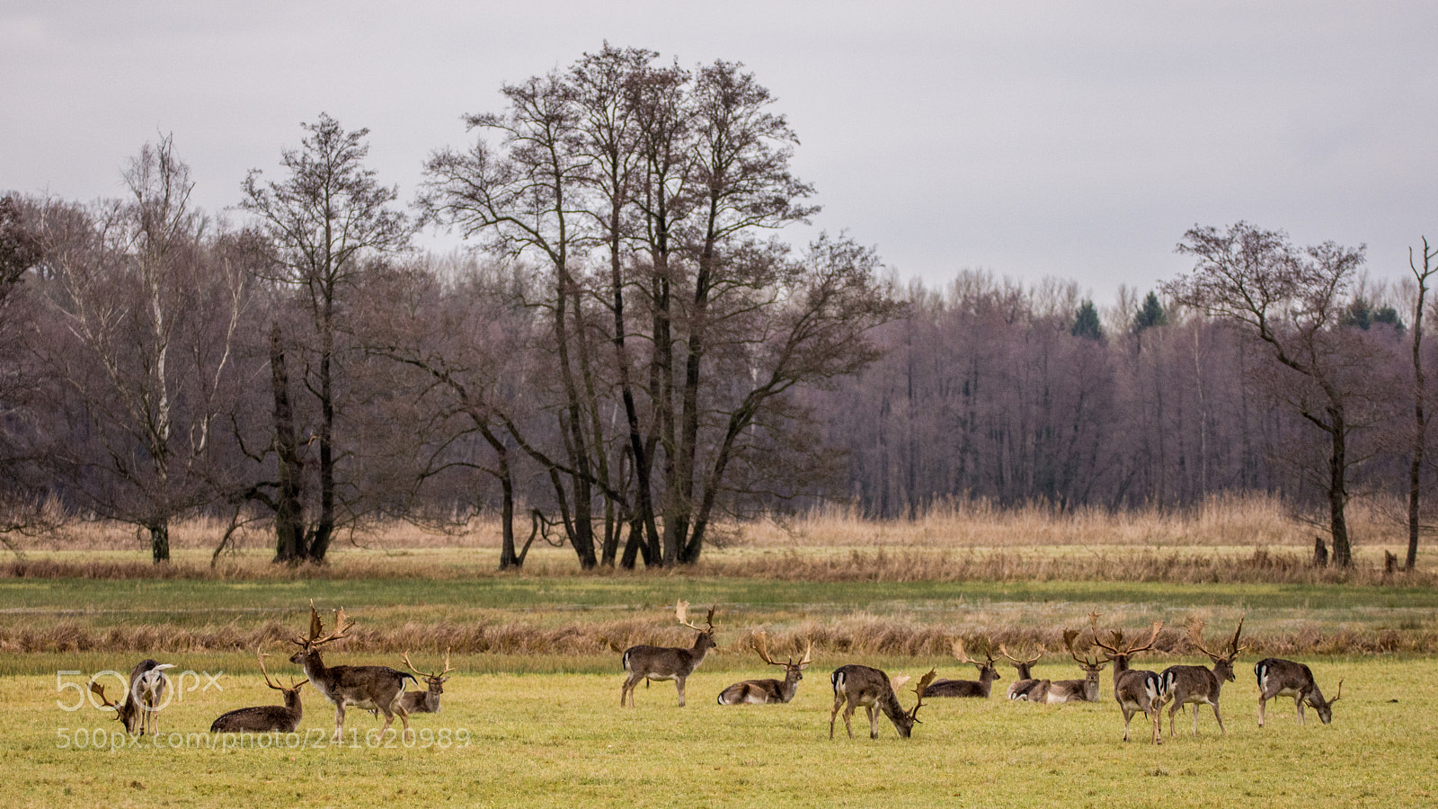 Nikon D7200 sample photo. Grazing group of fallow photography