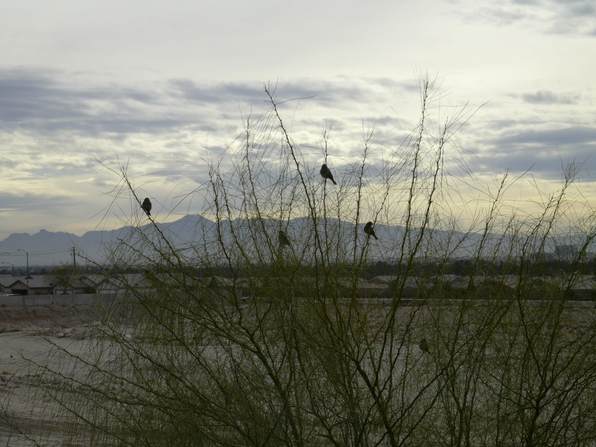 Panasonic Lumix DMC-L1 + Panasonic Leica D Vario-Elmarit 14-50mm F2.8-3.5 ASPH Mega OIS sample photo. Birds photography