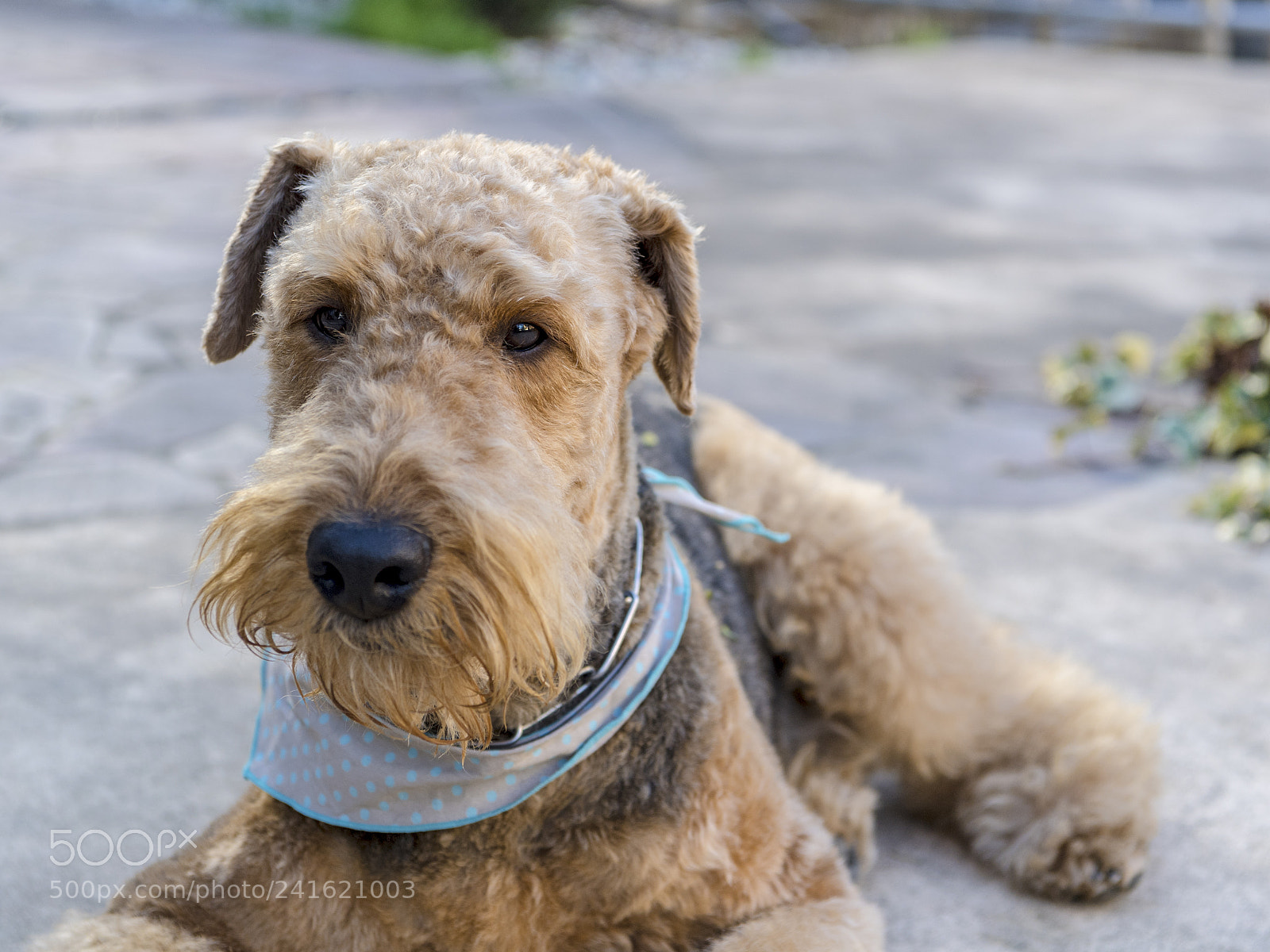 Nikon D5 sample photo. Handsome boy photography