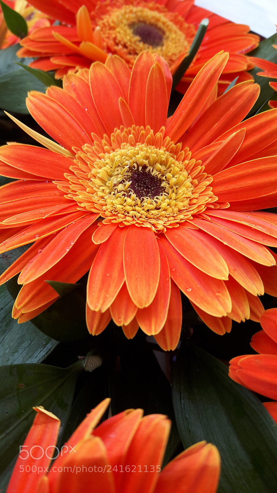 Samsung Galaxy A8 sample photo. Gerbera.. photography