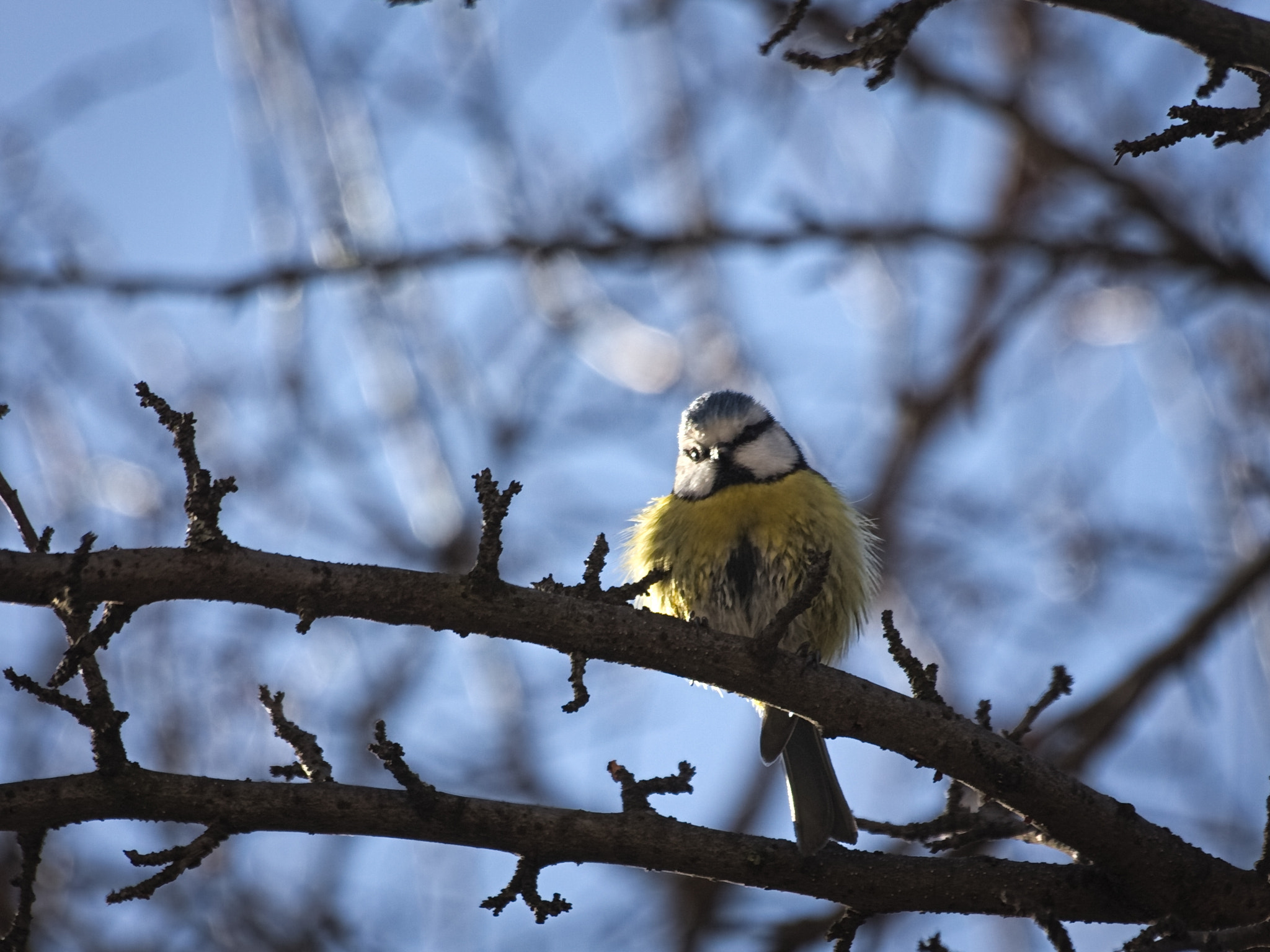 Canon EOS 1100D (EOS Rebel T3 / EOS Kiss X50) + Sigma 70-300mm F4-5.6 APO DG Macro sample photo. Winter sunbath :) photography