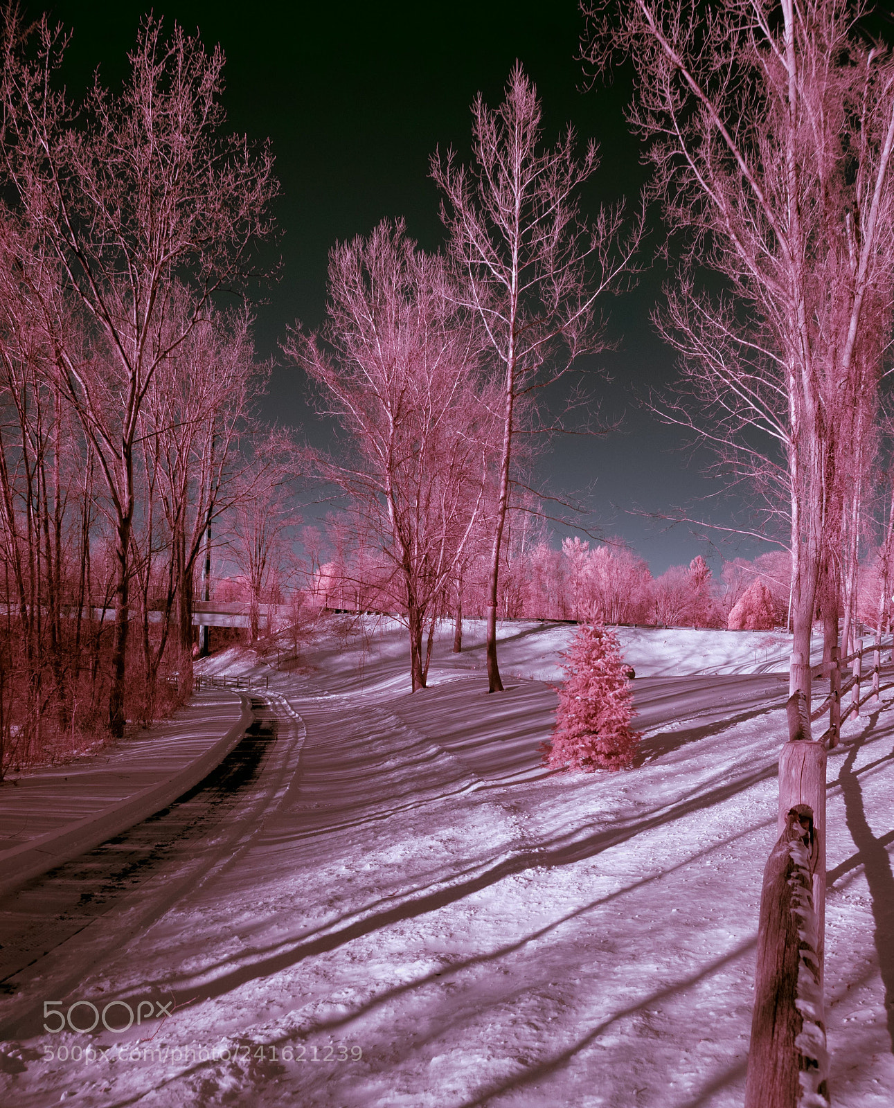 Nikon D40X sample photo. Winter trail ir photography