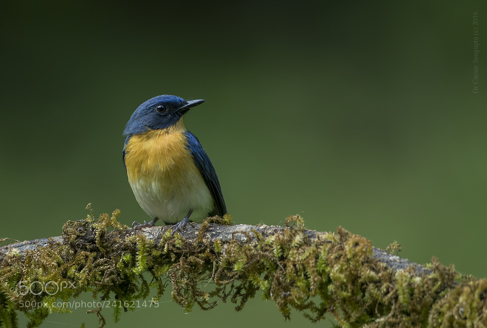 Canon EOS-1D X sample photo. Tickell's blue flycatcher photography