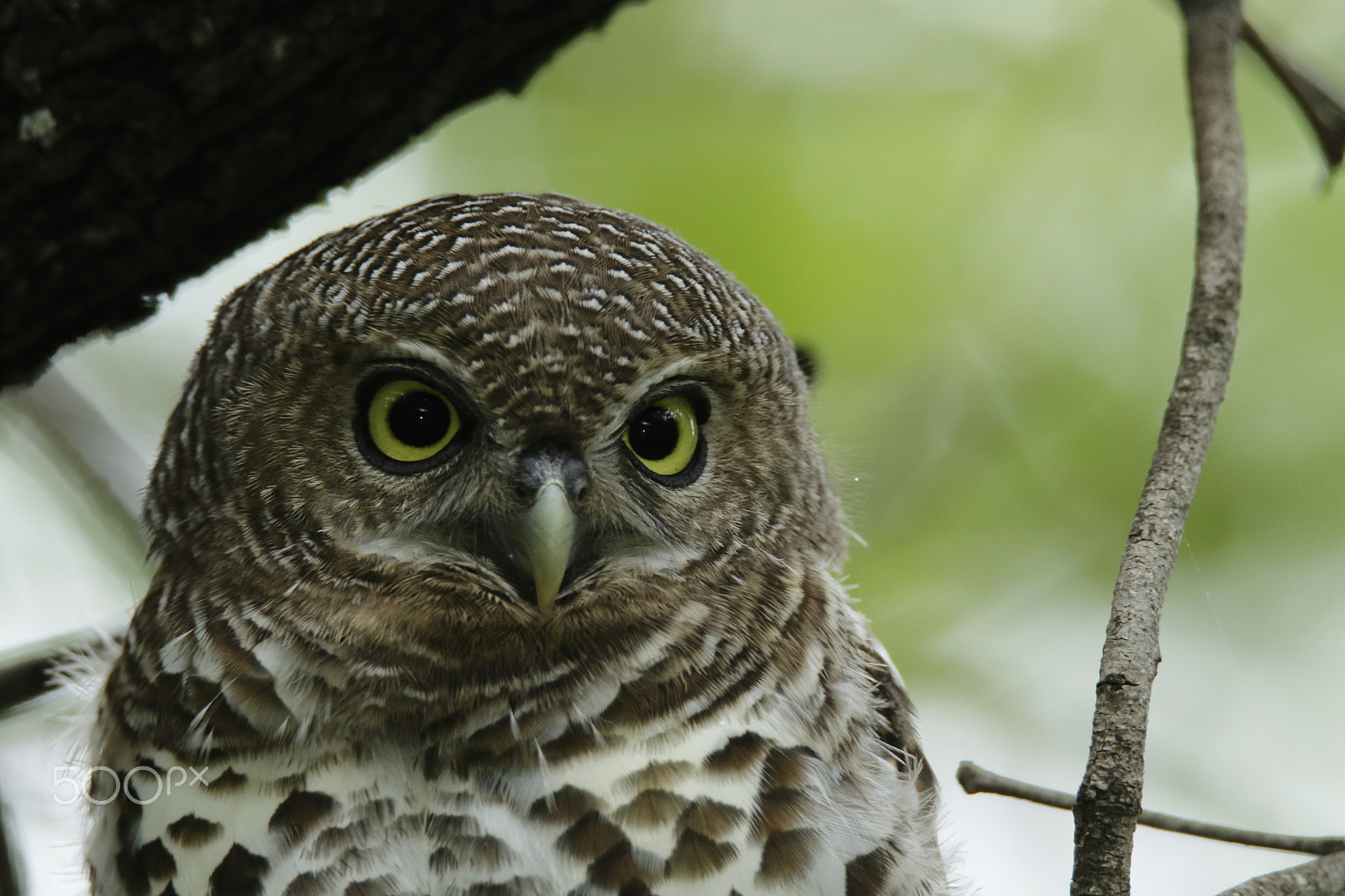 Tamron SP 150-600mm F5-6.3 Di VC USD sample photo. Juvenile barred owlet portrait photography