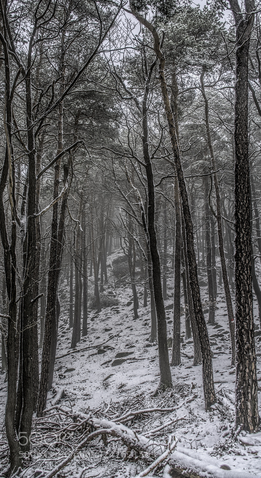 Nikon D7100 sample photo. Forest21 photography