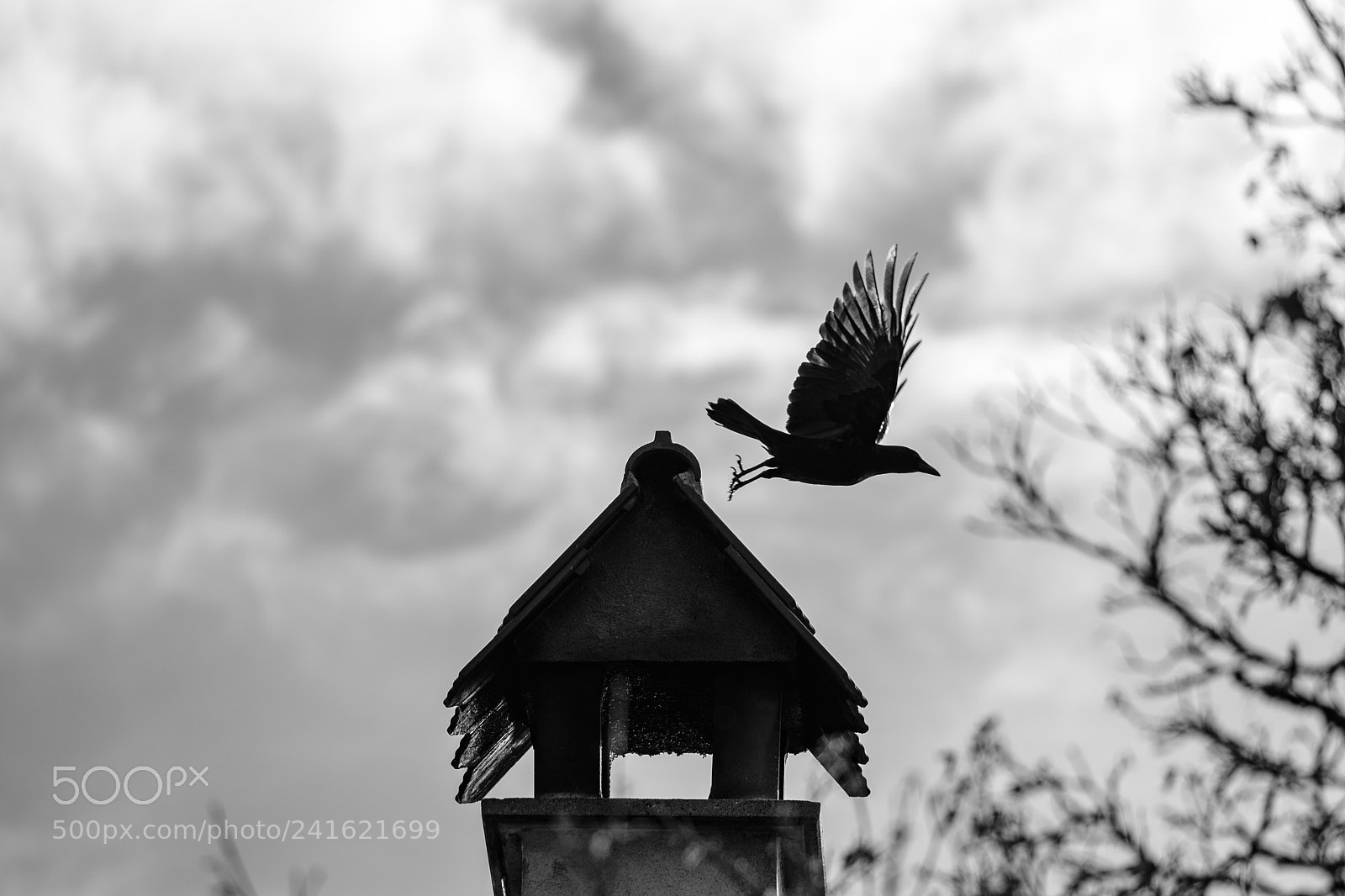 Fujifilm X-T2 sample photo. ...raven... photography
