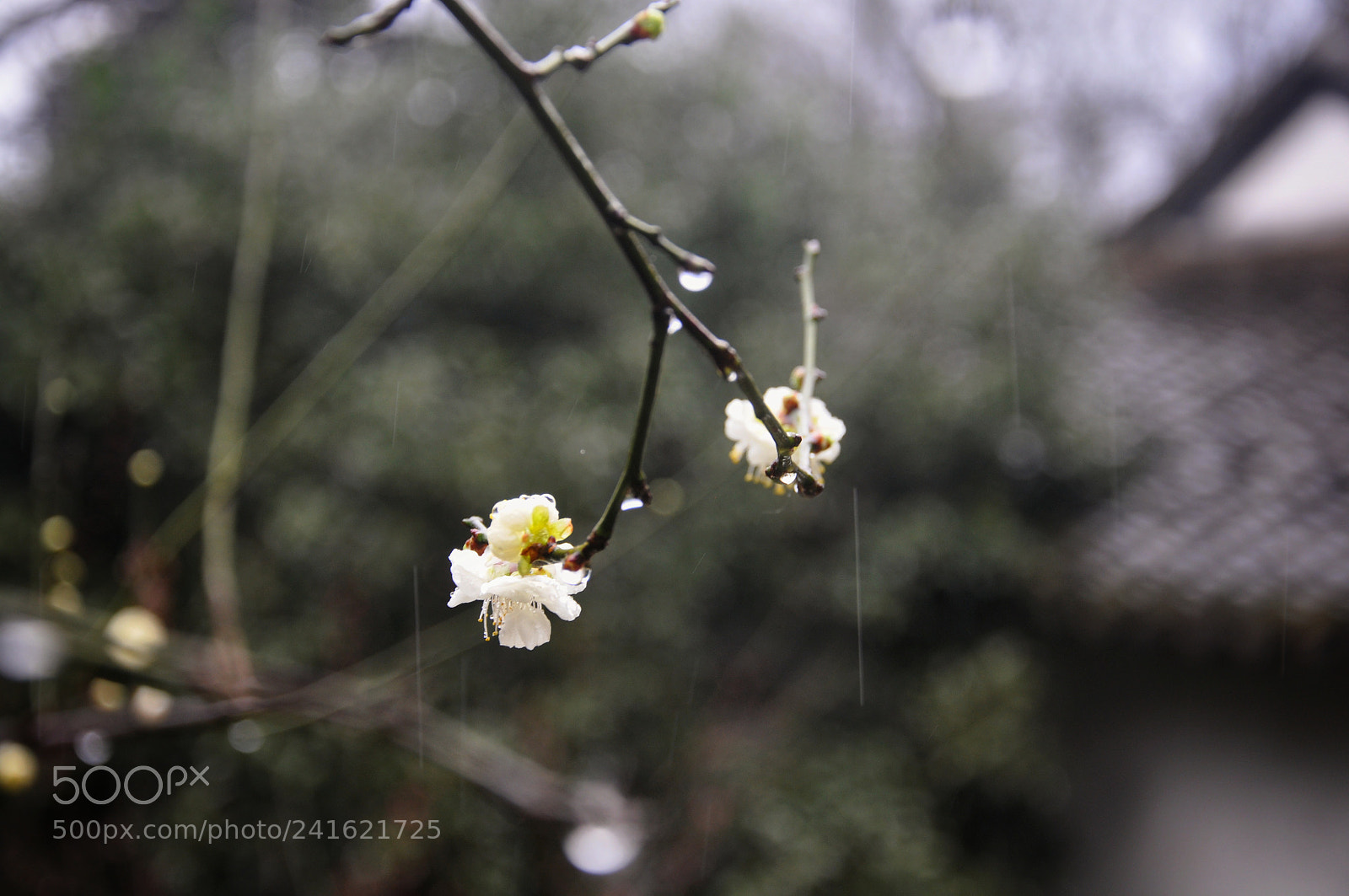 Nikon D90 sample photo. Plum blossom in the photography