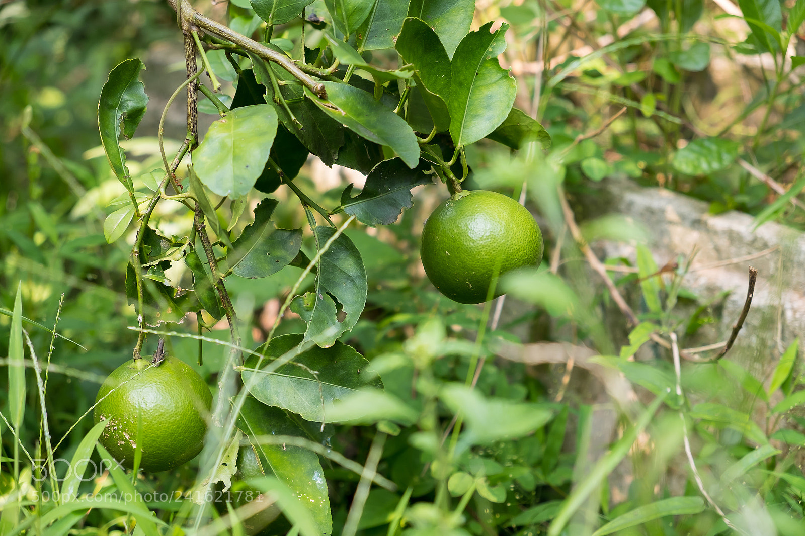 Fujifilm X-E2S sample photo. Lime tree in the photography