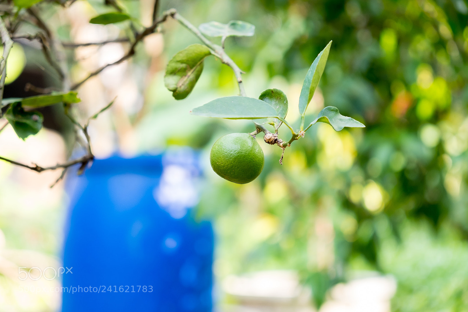 Fujifilm X-E2S sample photo. Lime tree in the photography