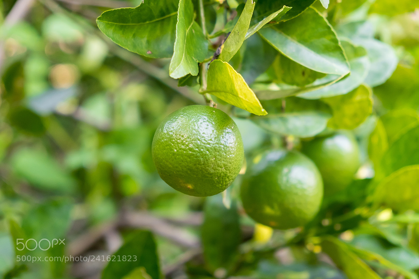 Fujifilm X-E2S sample photo. Lime tree in the photography