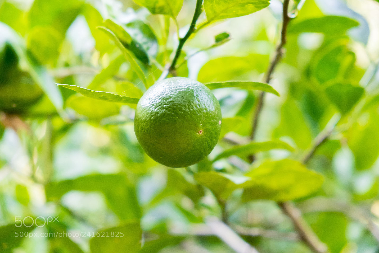 Fujifilm X-E2S sample photo. Lime tree in the photography