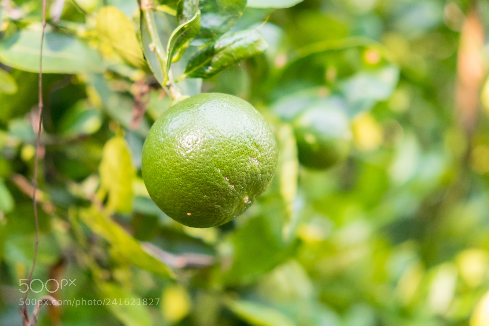 Fujifilm X-E2S sample photo. Lime tree in the photography