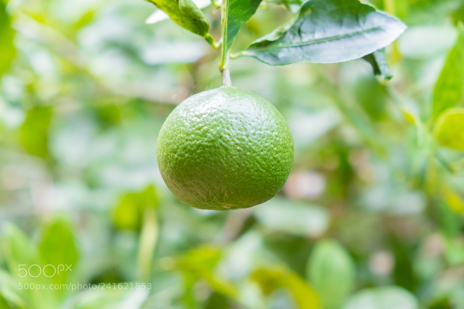 Fujifilm X-E2S sample photo. Lime tree in the photography