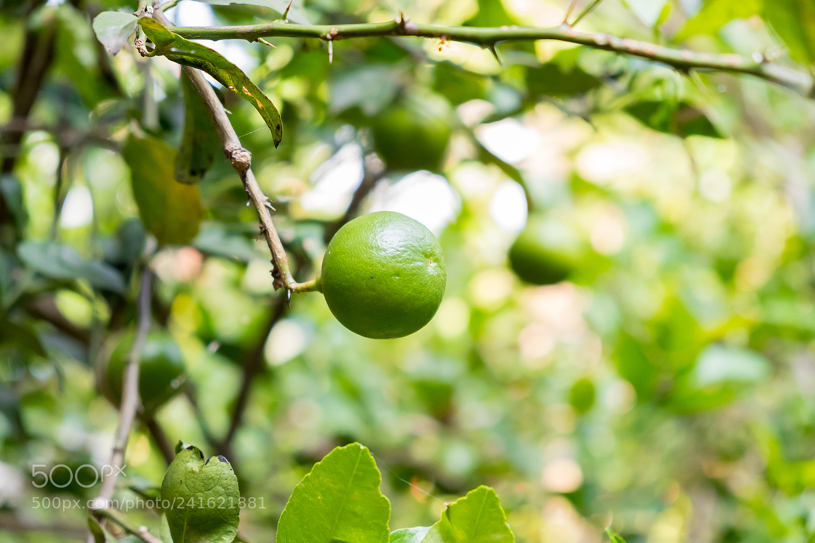 Fujifilm X-E2S sample photo. Lime tree in the photography