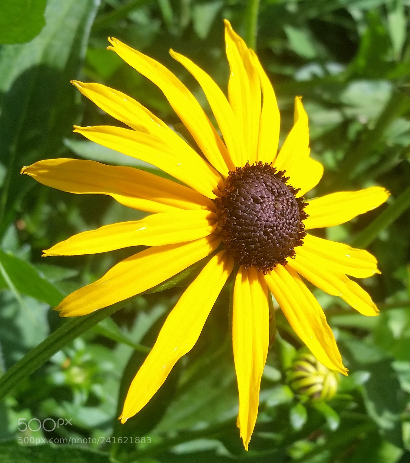 Samsung Galaxy S5 sample photo. Soak up the sun photography