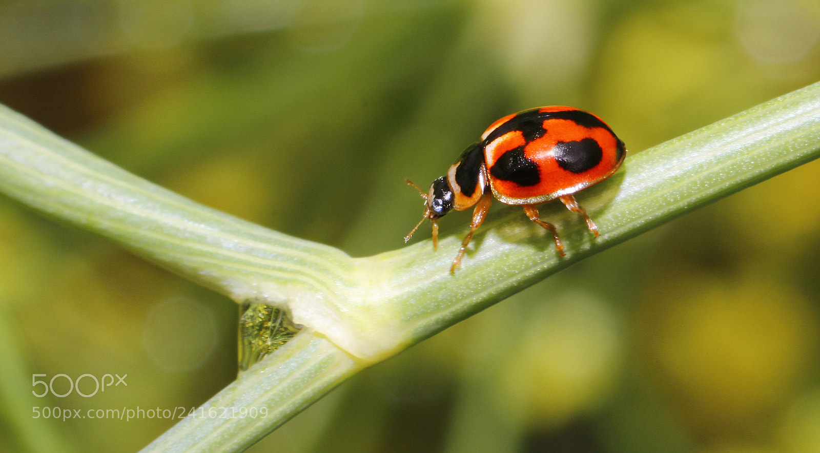 Canon EOS 600D (Rebel EOS T3i / EOS Kiss X5) sample photo. Ladybug photography