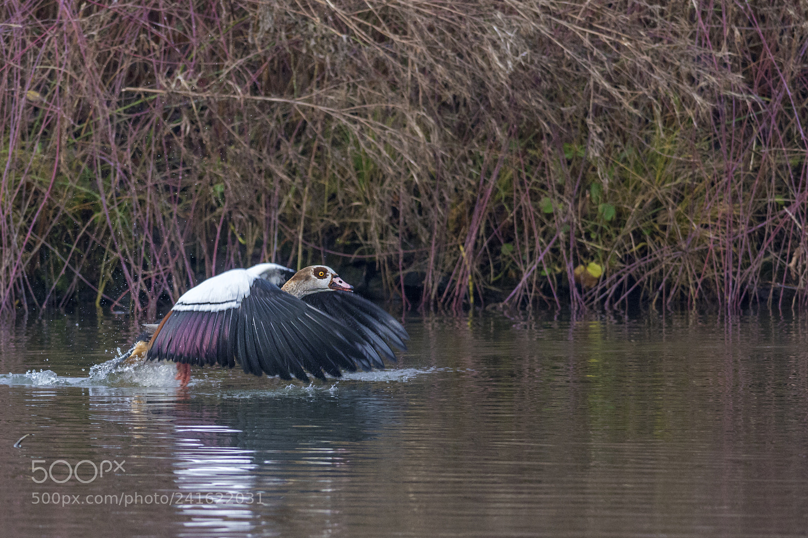 Nikon D7100 sample photo. Egyptian goose (alopochen aegyptiaca) photography