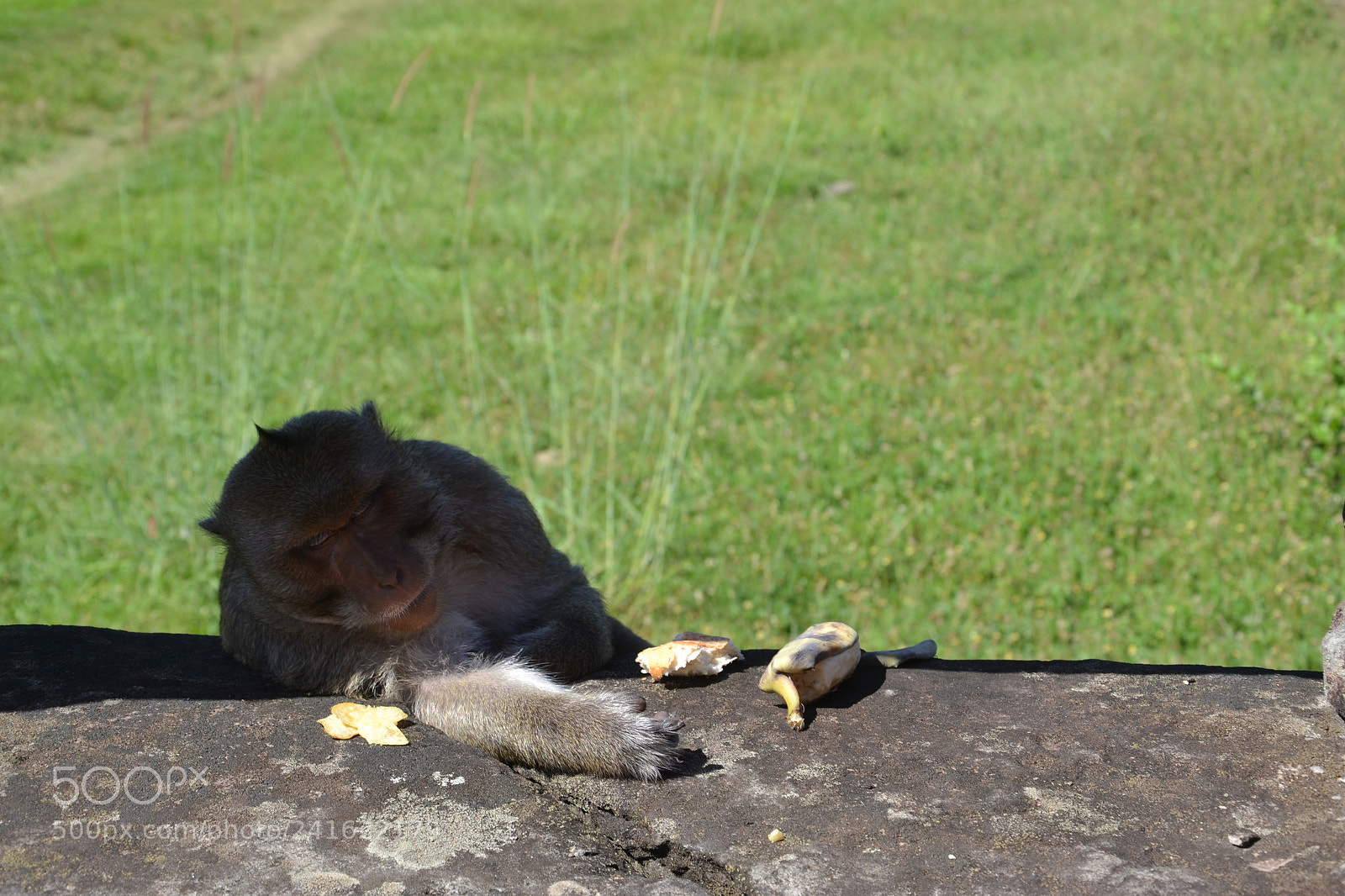 Nikon D3100 sample photo. A monkey is sleeping photography