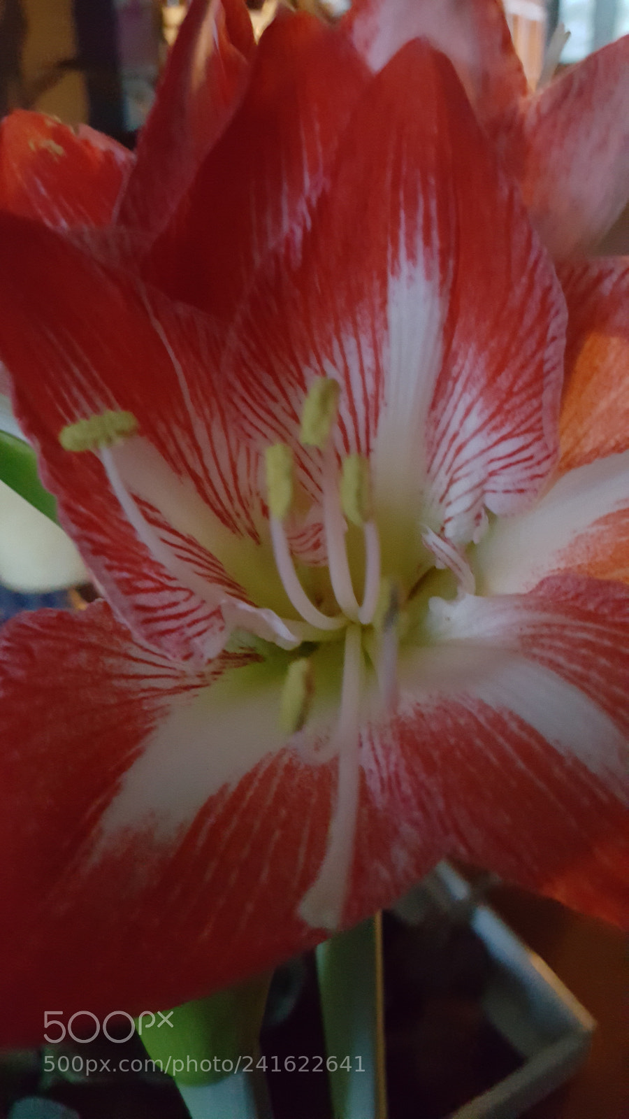 Samsung Galaxy S6 sample photo. Amarilles .....flowers in winter photography