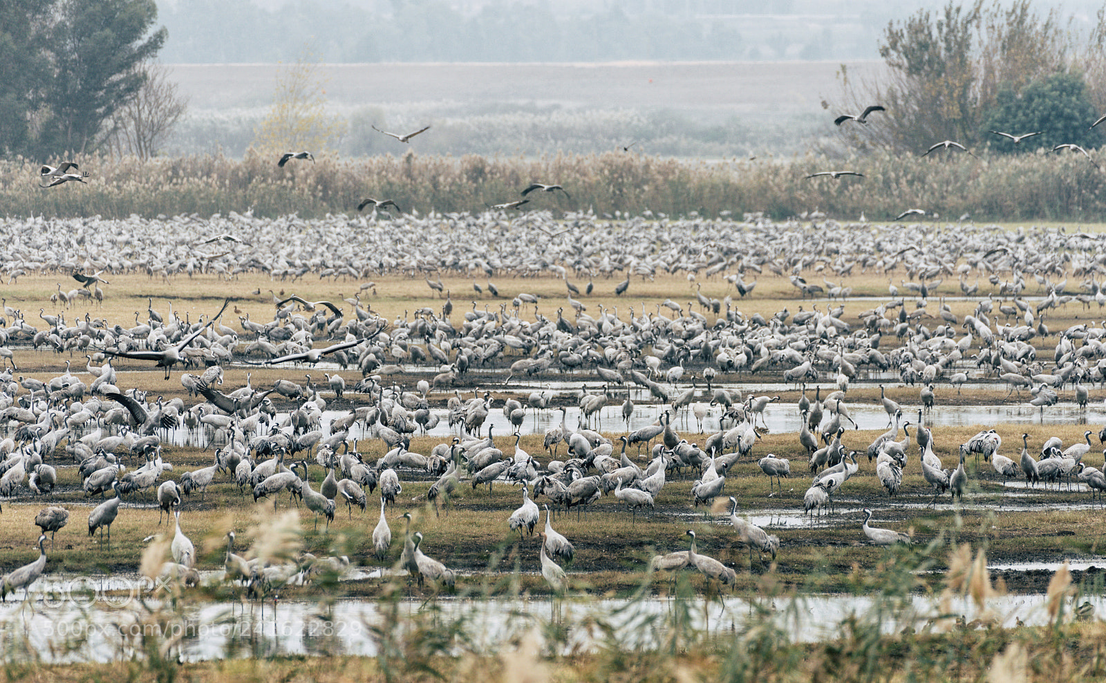 Nikon D810 sample photo. Cranes photography