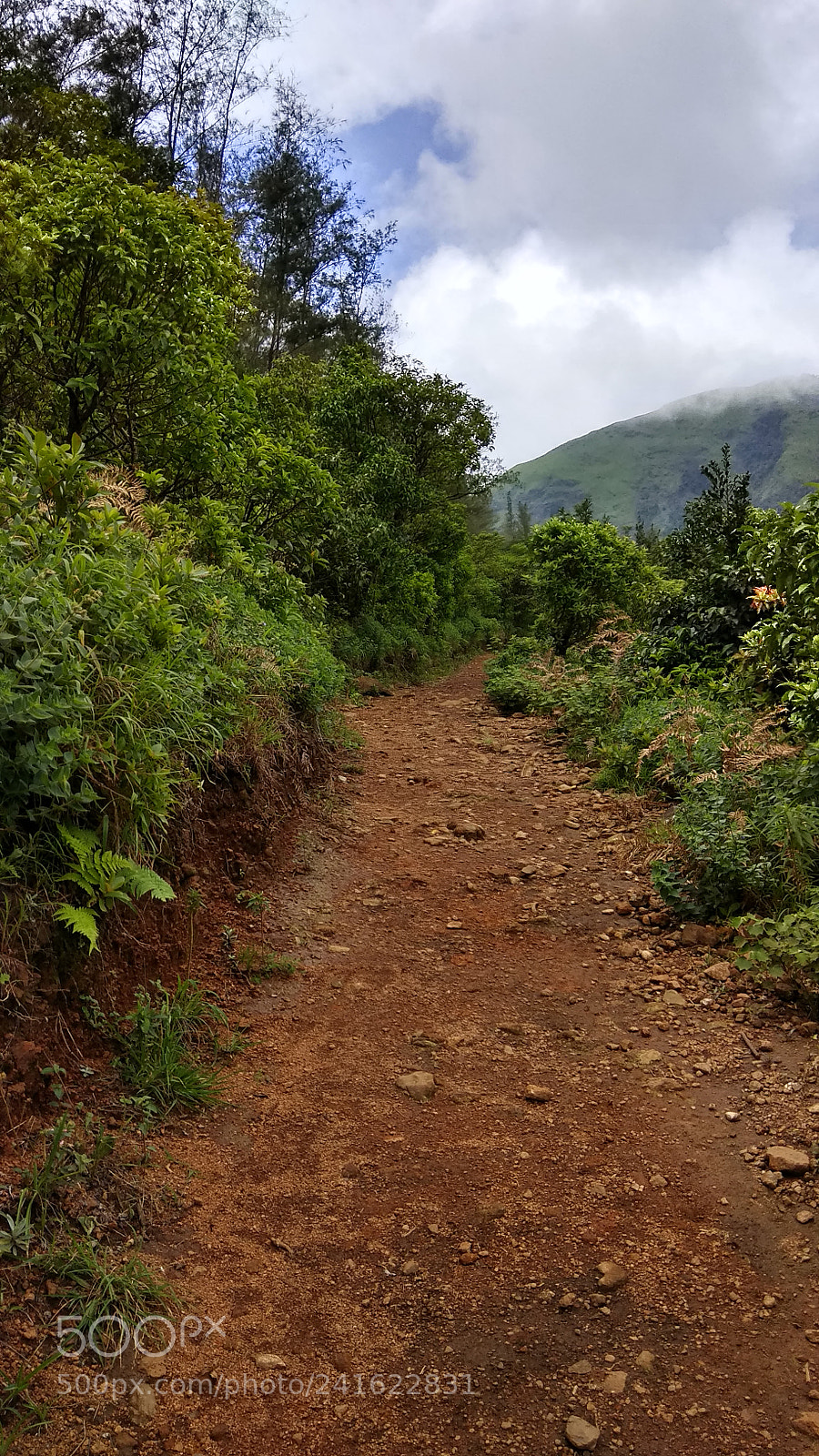 Xiaomi Redmi Note 4 sample photo. The path photography