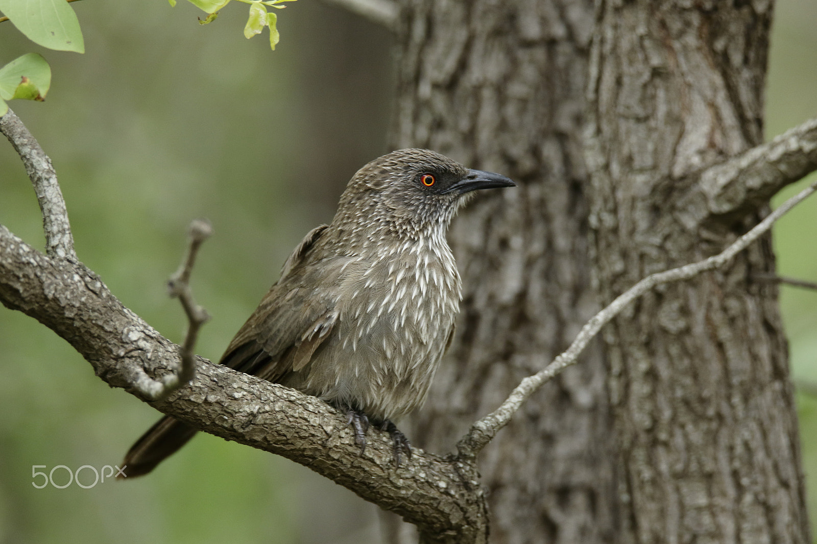 Tamron SP 150-600mm F5-6.3 Di VC USD sample photo. Arrow marked babbler photography
