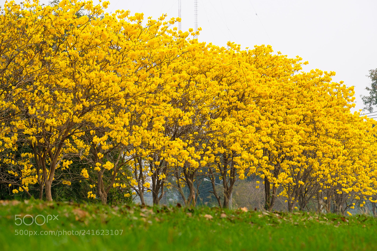 Fujifilm X-T2 sample photo. Tabebuia chrysotricha yellow flowers photography