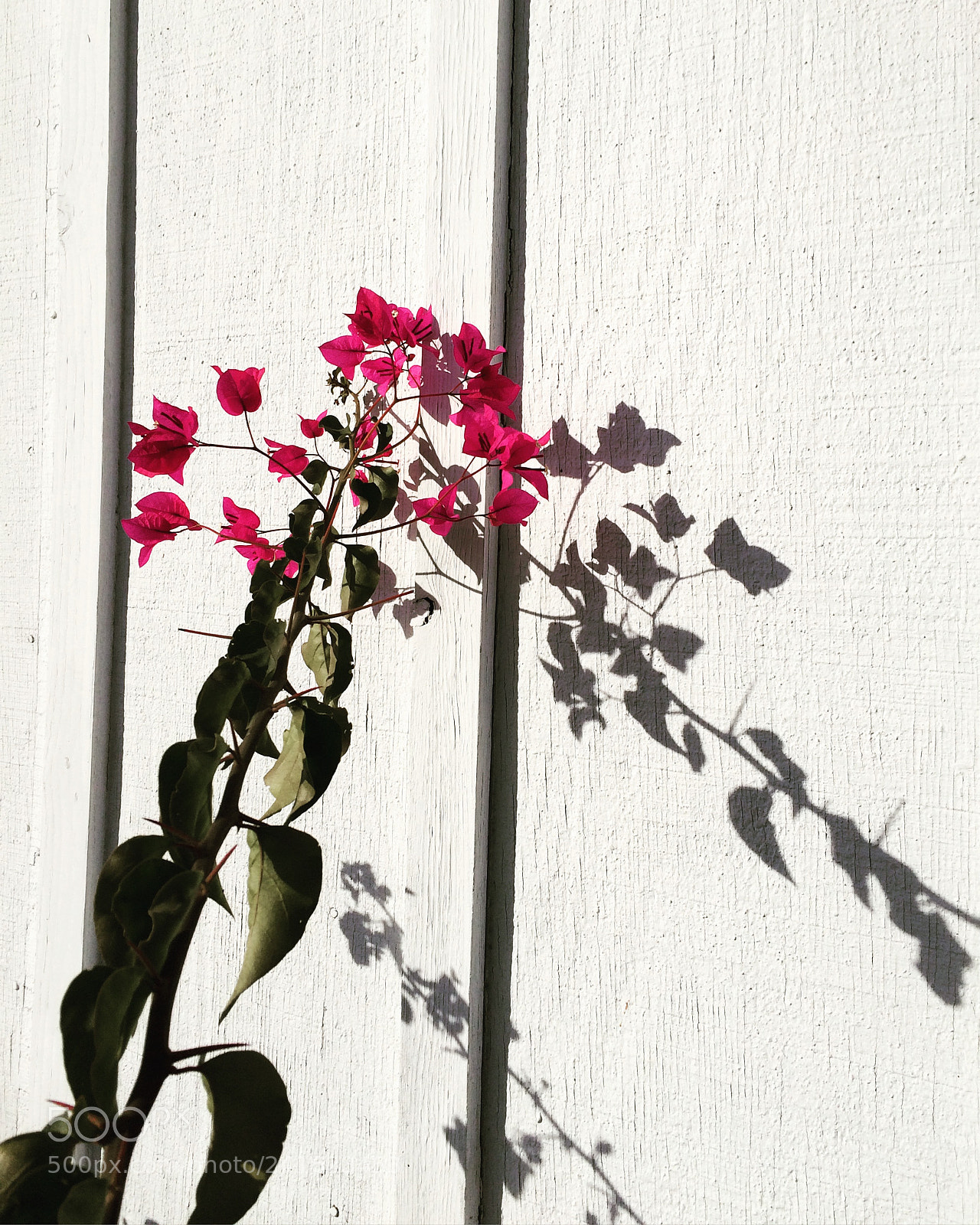 Apple iPhone 5s sample photo. Day 6 of an photography