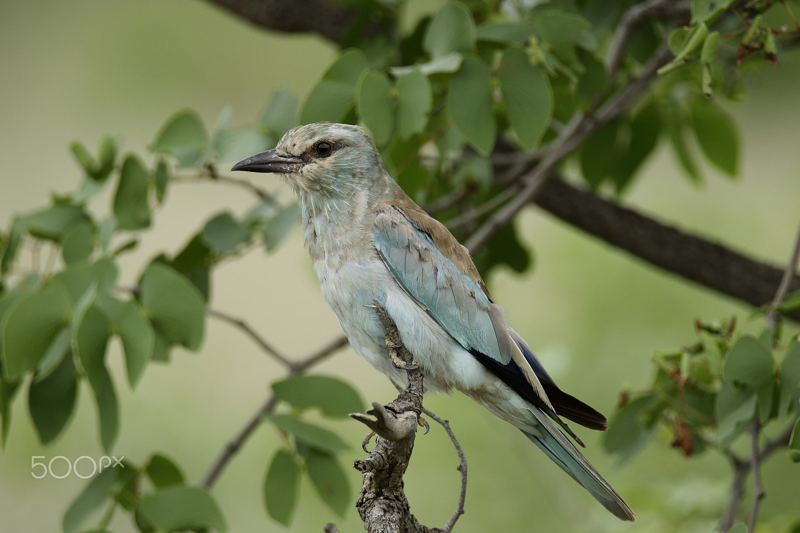 Tamron SP 150-600mm F5-6.3 Di VC USD sample photo. European roller photography