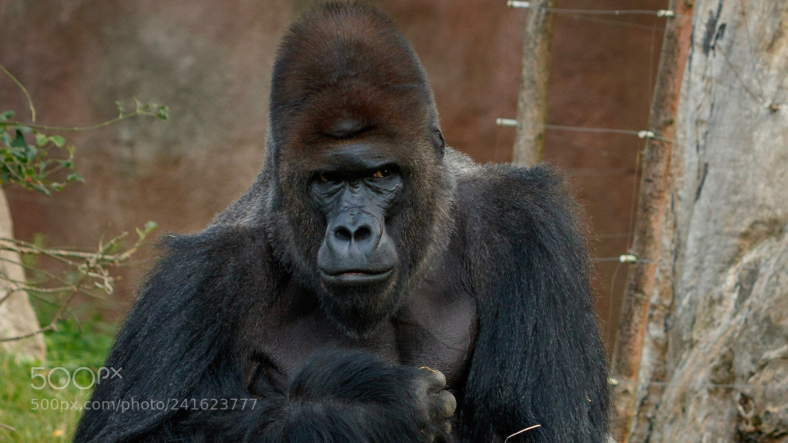 Canon EOS 760D (EOS Rebel T6s / EOS 8000D) sample photo. Gorilla male photography